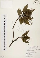 香楠藏品圖，第1張