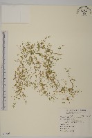無心菜、鵝不食草藏品圖，第1張