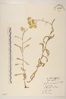 鼠麴草藏品圖，第1張
