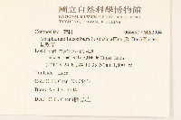 鼠麴草藏品圖，第2張