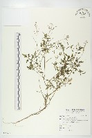 焊菜藏品圖，第1張