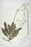 台灣黃鵪菜藏品圖，第1張