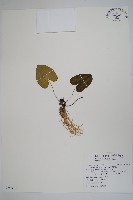 白斑細辛藏品圖，第1張