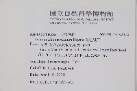 白斑細辛藏品圖，第2張