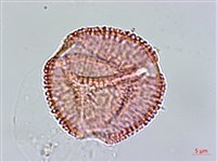 鴛鴦湖龍膽藏品圖，第1張