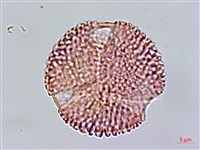 鴛鴦湖龍膽藏品圖，第2張