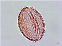 鴛鴦湖龍膽藏品圖，第3張