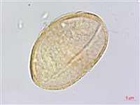 五葉山芹菜藏品圖，第1張