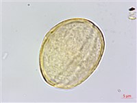 五葉山芹菜藏品圖，第2張