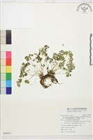 鐵線蕨葉人字果、臺灣人字果藏品圖，第1張