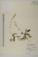 臺灣鬼督郵藏品圖，第1張