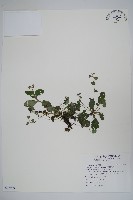 臺灣附地草藏品圖，第1張