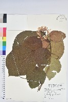 廣東油桐、皺桐藏品圖，第1張