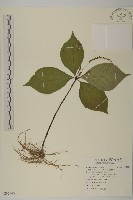臺灣及己藏品圖，第1張