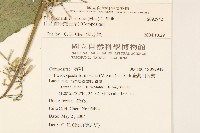 山苦藚、假福王草藏品圖，第2張