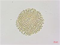 斑花青牛膽藏品圖，第1張