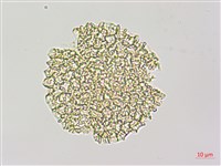 斑花青牛膽藏品圖，第2張