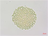 斑花青牛膽藏品圖，第3張