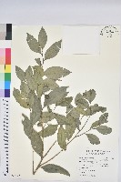 交力坪鐵色藏品圖，第1張