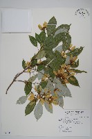 樟葉槭, 飛蛾子樹藏品圖，第1張