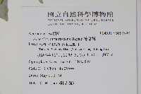 樟葉槭, 飛蛾子樹藏品圖，第2張