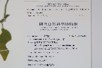 毛瓣蝴蝶木藏品圖，第2張