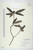 桃葉珊瑚藏品圖，第1張