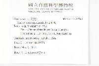 桃葉珊瑚藏品圖，第2張