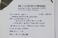 絨毛芙蓉蘭藏品圖，第2張