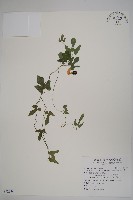 瓜葉馬兜鈴、青木香藏品圖，第1張