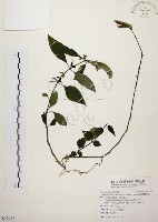 臺灣鱗球花藏品圖，第1張