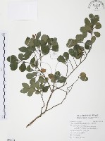 小葉赤楠藏品圖，第1張