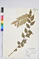 白珠樹藏品圖，第1張