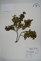 圓葉冬青藏品圖，第1張