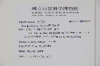 圓葉冬青藏品圖，第2張