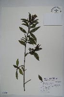 忍冬葉冬青藏品圖，第1張