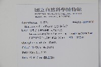 忍冬葉冬青藏品圖，第2張