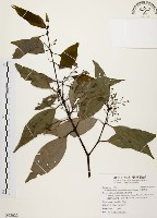 山肉桂、台灣肉桂藏品圖，第1張