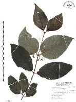 杜虹花，台灣紫珠藏品圖，第1張