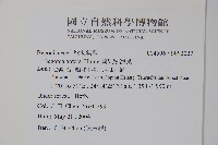 圓果秋海棠藏品圖，第2張