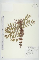 臺灣馬桑藏品圖，第1張