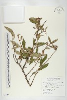 鄧氏胡頹子藏品圖，第1張