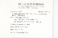 台灣黃鵪菜藏品圖，第2張