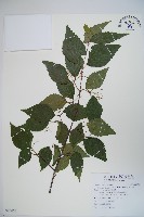 紅子莢迷藏品圖，第1張