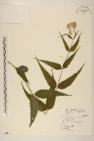 島田氏澤蘭藏品圖，第1張