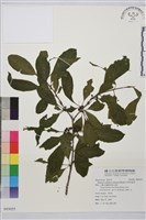 中原氏鼠李藏品圖，第1張