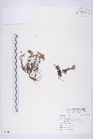 登錄號:S093063藏品圖，第1張