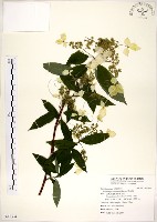 華八仙藏品圖，第1張