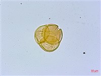 珍珠花、長尾葉越橘藏品圖，第2張