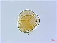 珍珠花、長尾葉越橘藏品圖，第3張